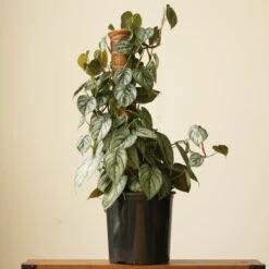 Philodendron Brandtianum ‘Silver Leaf’ – Easy‑Care Silver‑Mottled Vine 27 Philodendron Brandtianum ‘Silver Leaf’ – Easy‑Care Silver‑Mottled Vine -Eds Plant Shop philodendron brandtianum silver leaf philodendron 4 inch 429473