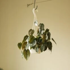 Philodendron Brandtianum ‘Silver Leaf’ – Easy‑Care Silver‑Mottled Vine 25 Philodendron Brandtianum ‘Silver Leaf’ – Easy‑Care Silver‑Mottled Vine -Eds Plant Shop philodendron brandtianum silver leaf philodendron 4 inch 503051