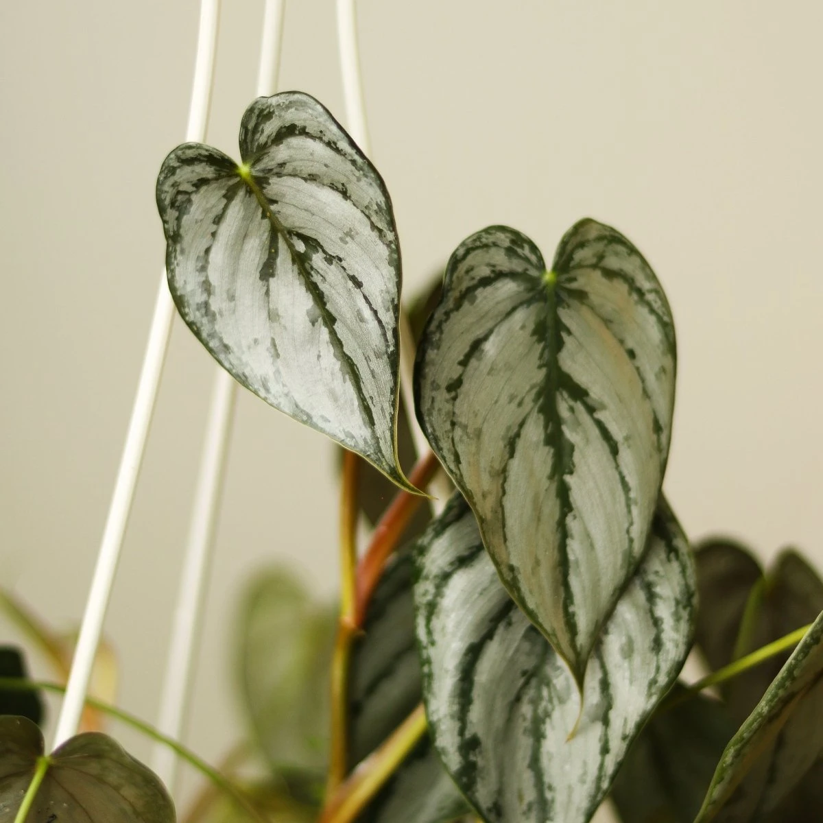 Philodendron Brandtianum ‘Silver Leaf’ – Easy‑Care Silver‑Mottled Vine 12 Philodendron Brandtianum ‘Silver Leaf’ – Easy‑Care Silver‑Mottled Vine - Image 10