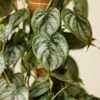 Philodendron Brandtianum ‘Silver Leaf’ – Easy‑Care Silver‑Mottled Vine 1 Philodendron Brandtianum ‘Silver Leaf’ – Easy‑Care Silver‑Mottled Vine -Eds Plant Shop philodendron brandtianum silver leaf philodendron 4 inch 785251