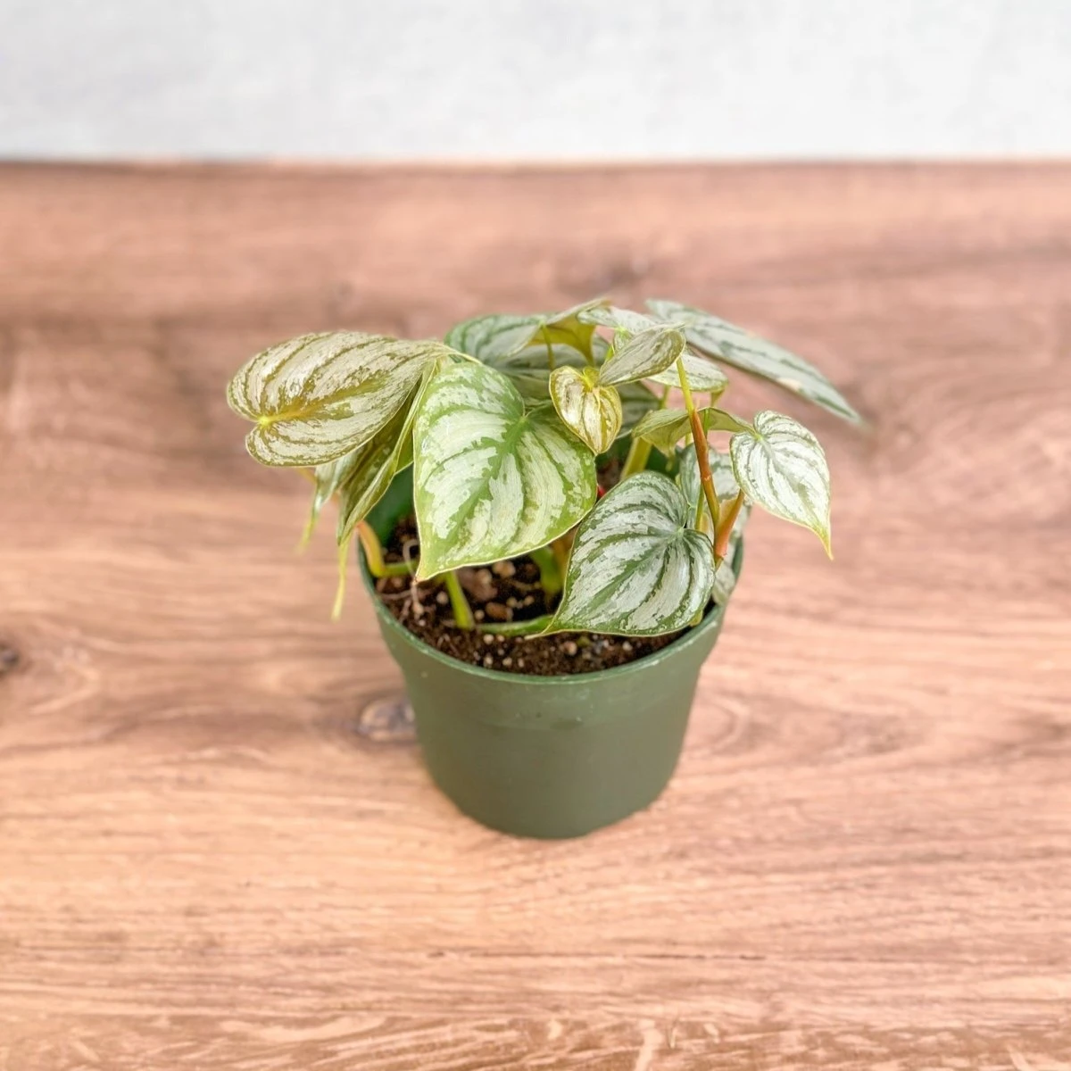 Philodendron Brandtianum ‘Silver Leaf’ – Easy‑Care Silver‑Mottled Vine 5 Philodendron Brandtianum ‘Silver Leaf’ – Easy‑Care Silver‑Mottled Vine - Image 3