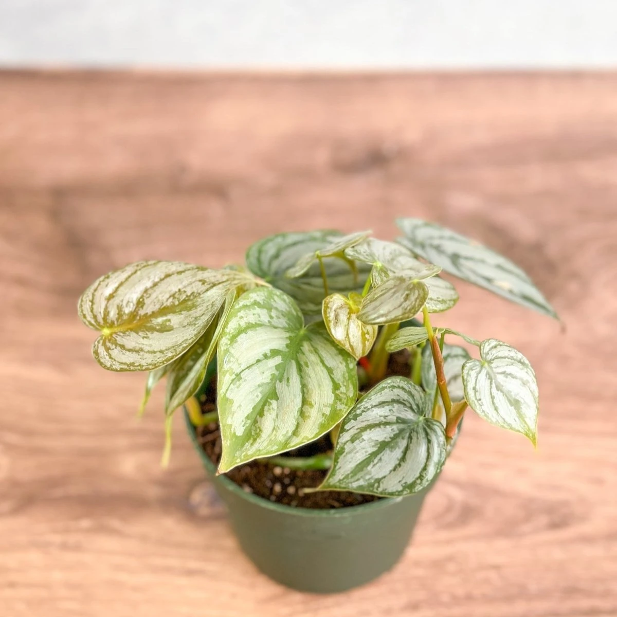 Philodendron Brandtianum ‘Silver Leaf’ – Easy‑Care Silver‑Mottled Vine 6 Philodendron Brandtianum ‘Silver Leaf’ – Easy‑Care Silver‑Mottled Vine - Image 4