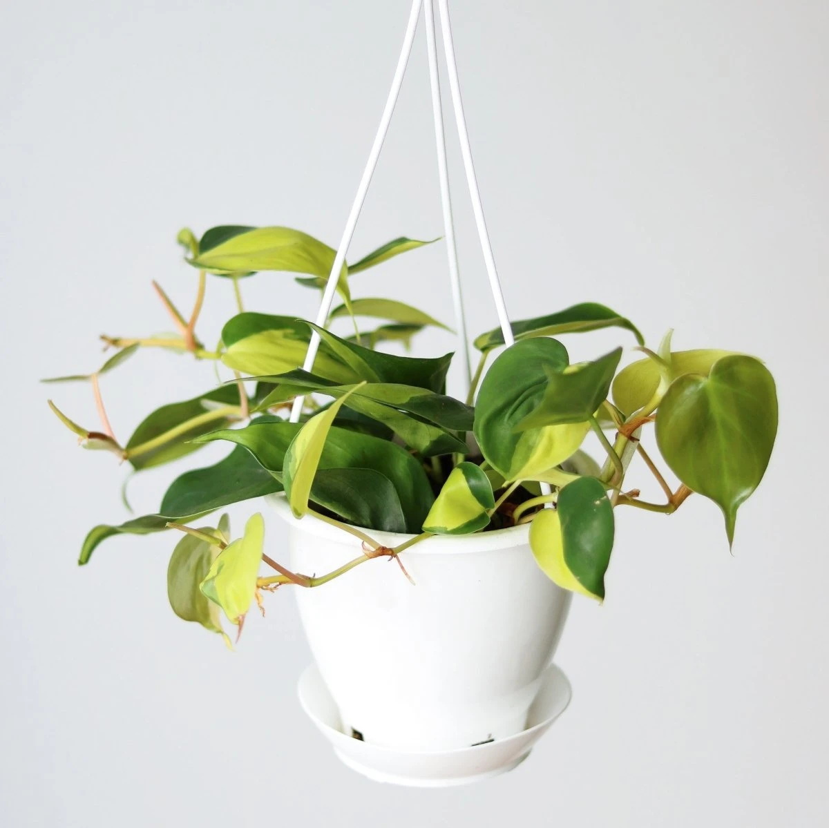 Philodendron 'Brasil' Hanging Basket 10 Philodendron 'Brasil' Hanging Basket - Image 8