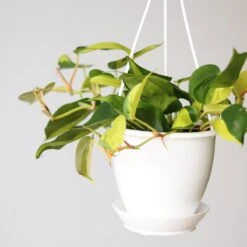 Philodendron 'Brasil' Hanging Basket 17 Philodendron 'Brasil' Hanging Basket -Eds Plant Shop philodendron brasil various sizes 743428