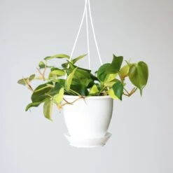 Philodendron 'Brasil' Hanging Basket 15 Philodendron 'Brasil' Hanging Basket -Eds Plant Shop philodendron brasil various sizes hanging basket 589301