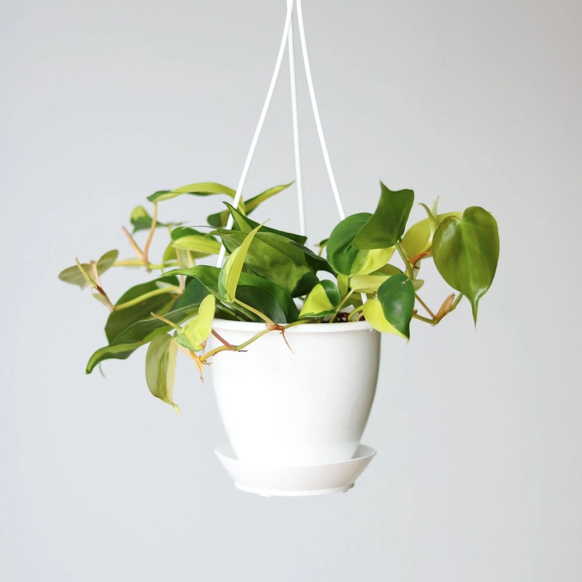 Philodendron 'Brasil' Hanging Basket 7 Philodendron 'Brasil' Hanging Basket - Image 5