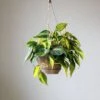 Philodendron 'Brasil' Hanging Basket 2 Philodendron 'Brasil' Hanging Basket -Eds Plant Shop philodendron brasil various sizes hanging basket 927579