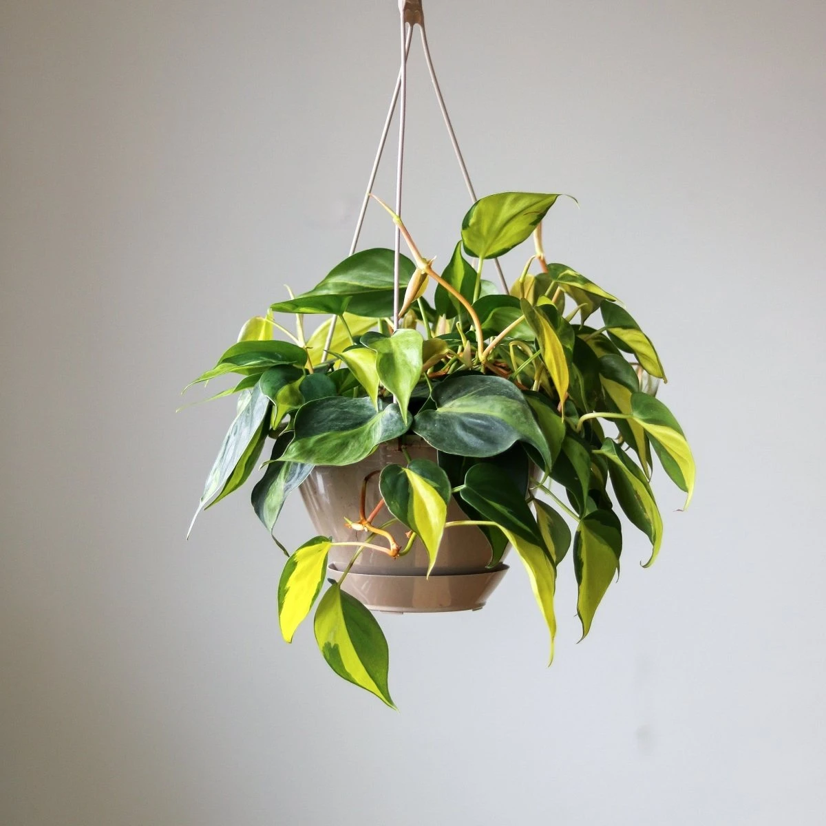 Philodendron 'Brasil' Hanging Basket 3 Philodendron 'Brasil' Hanging Basket