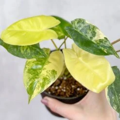 Philodendron 'Burle Marx Albo' - Burle Marx Albo Philodendron -Eds Plant Shop philodendron burle marx albo burle marx albo philodendron 45 inch 548744