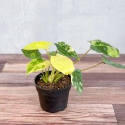 Philodendron 'Burle Marx Albo' - Burle Marx Albo Philodendron