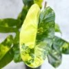 Philodendron Burle Marx Variegata -Eds Plant Shop philodendron burle marx variegata 4 inch 309835
