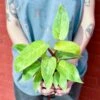 Philodendron Erubescens ‘Painted Lady’ – Variegated Houseplant -Eds Plant Shop philodendron erubescens painted lady various sizes 741224