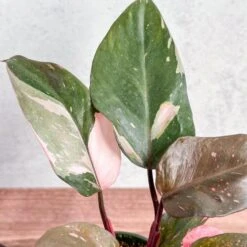 Pink Princess Philodendron – Philodendron Erubescens -Eds Plant Shop philodendron erubescens pink princess philodendron various sizes 401121