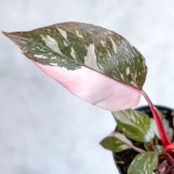Pink Princess Philodendron – Philodendron Erubescens -Eds Plant Shop philodendron erubescens pink princess philodendron various sizes 467425