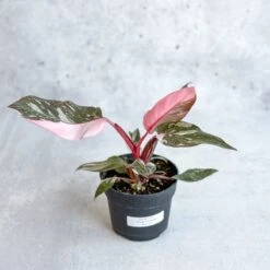 Pink Princess Philodendron – Philodendron Erubescens -Eds Plant Shop philodendron erubescens pink princess philodendron various sizes 637051
