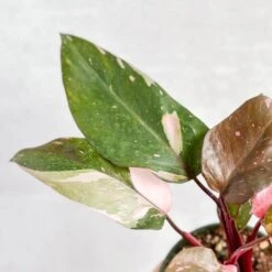 Pink Princess Philodendron – Philodendron Erubescens -Eds Plant Shop philodendron erubescens pink princess philodendron various sizes 692121