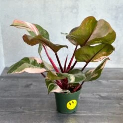 Pink Princess Philodendron – Philodendron Erubescens -Eds Plant Shop philodendron erubescens pink princess philodendron various sizes 980446