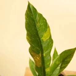 Philodendron Erubescens ‘Ring Of Fire' -Eds Plant Shop philodendron erubescens ring of fire 3770475