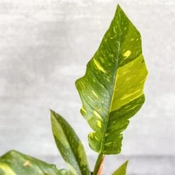 Philodendron Erubescens ‘Ring Of Fire' -Eds Plant Shop philodendron erubescens ring of fire 45 inch 260951