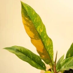 Philodendron Erubescens ‘Ring Of Fire' -Eds Plant Shop philodendron erubescens ring of fire 7082852