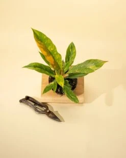 Philodendron Erubescens ‘Ring Of Fire' -Eds Plant Shop philodendron erubescens ring of fire 9883455