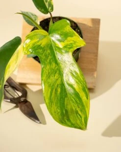 Philodendron Florida Beauty 'Sunrise' -Eds Plant Shop philodendron florida beauty sunrise 1166380