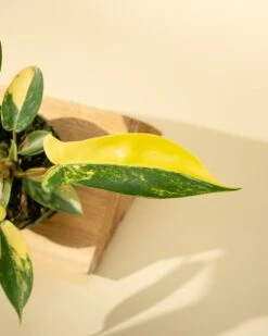 Philodendron Florida Beauty 'Sunrise' -Eds Plant Shop philodendron florida beauty sunrise 2979786