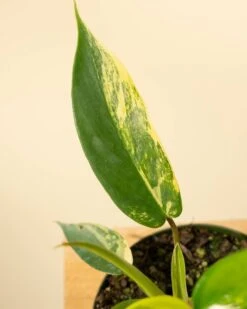 Philodendron Florida Beauty 'Sunrise' -Eds Plant Shop philodendron florida beauty sunrise 3327374