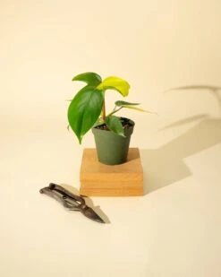 Philodendron Florida Beauty 'Sunrise' -Eds Plant Shop philodendron florida beauty sunrise 3618794