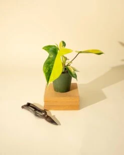 Philodendron Florida Beauty 'Sunrise' -Eds Plant Shop philodendron florida beauty sunrise 4386276