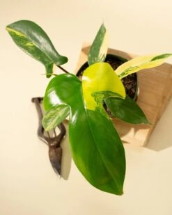 Philodendron Florida Beauty 'Sunrise' -Eds Plant Shop philodendron florida beauty sunrise 5579324