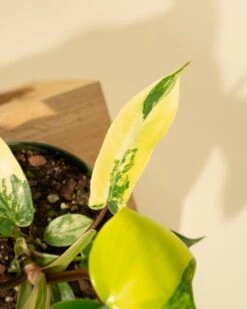 Philodendron Florida Beauty 'Sunrise' -Eds Plant Shop philodendron florida beauty sunrise 8041198