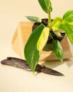 Philodendron Florida Beauty 'Sunrise' -Eds Plant Shop philodendron florida beauty sunrise 9742680