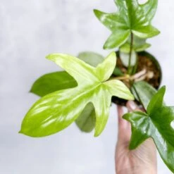 Philodendron ‘Florida Ghost' -Eds Plant Shop philodendron florida ghost florida ghost philodendron 45 inch 807167