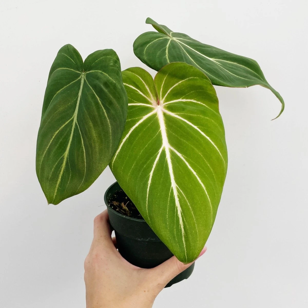 Philodendron Gloriosum - Glorious Philo 3 Philodendron Gloriosum - Glorious Philo