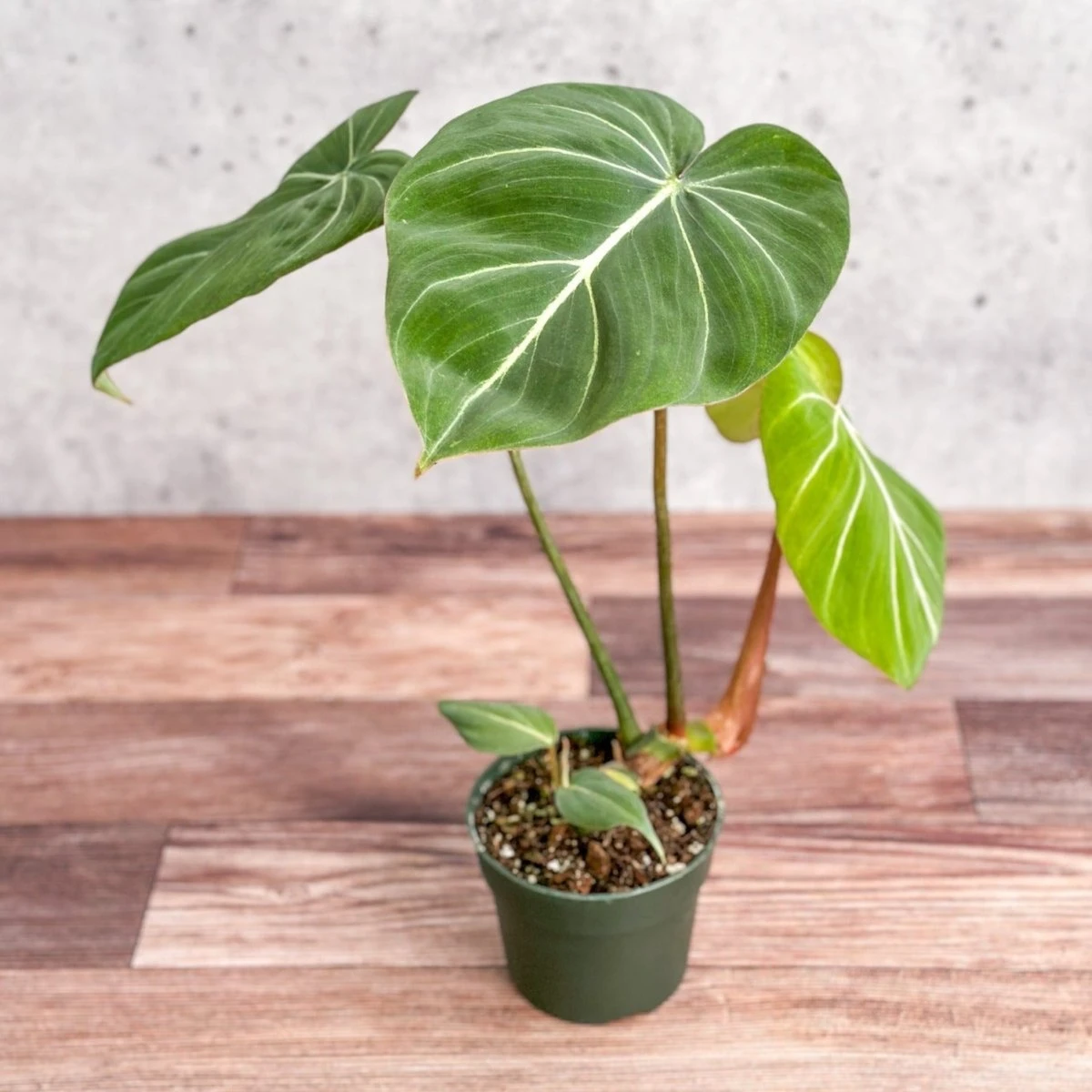 Philodendron Gloriosum - Glorious Philo 4 Philodendron Gloriosum - Glorious Philo - Image 2