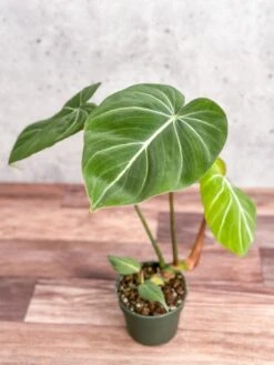 Philodendron Gloriosum - Glorious Philo 9 Philodendron Gloriosum - Glorious Philo -Eds Plant Shop philodendron gloriosum glorious philo 45 inch 528505