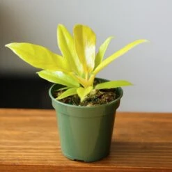 Philodendron 'Golden Crocodile' 17 Philodendron 'Golden Crocodile' -Eds Plant Shop philodendron golden crocodile golden crocodile philodendron various sizes 237829