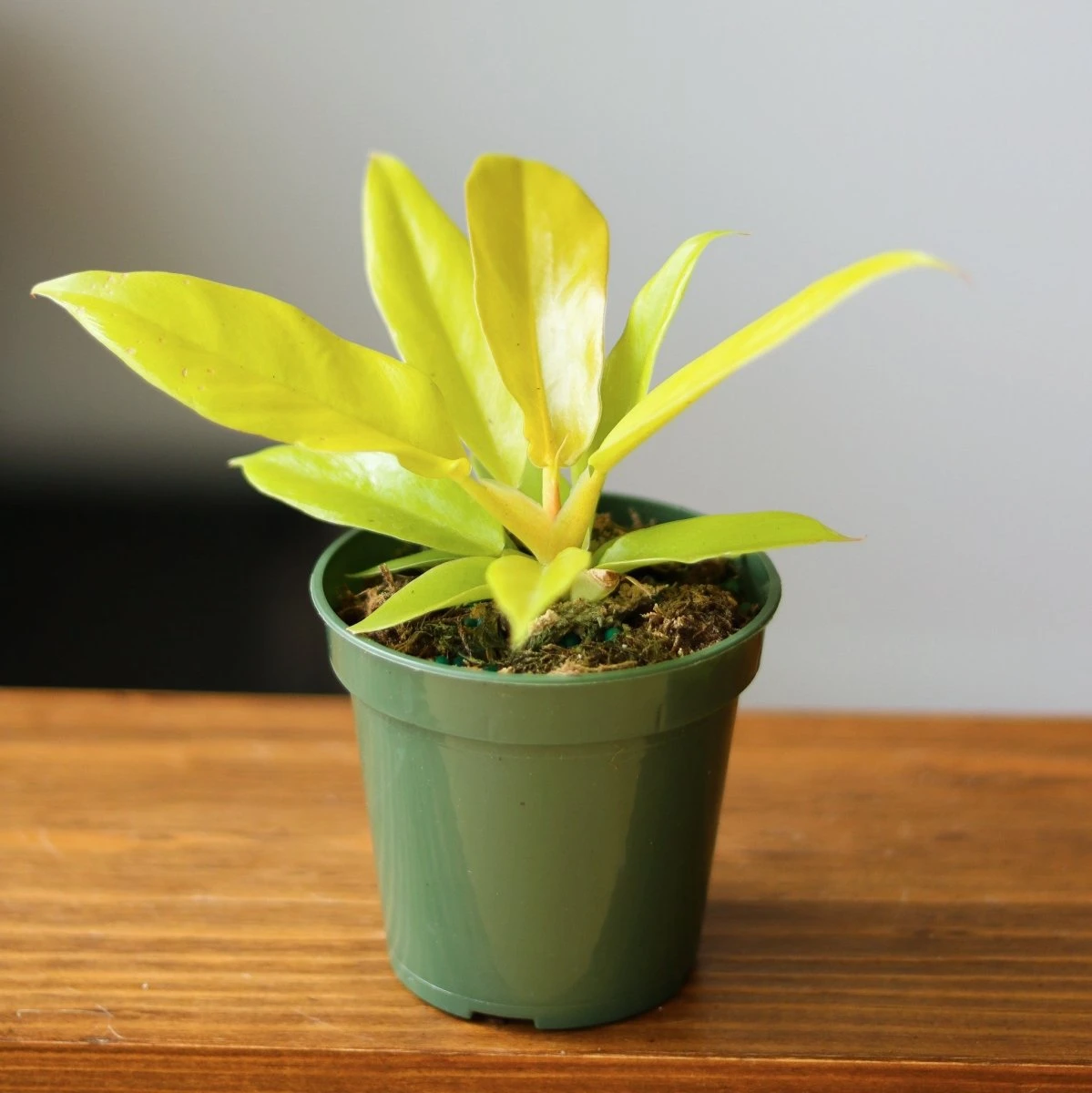 Philodendron 'Golden Crocodile' 10 Philodendron 'Golden Crocodile' - Image 8