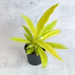 Philodendron 'Golden Crocodile' 12 Philodendron 'Golden Crocodile' -Eds Plant Shop philodendron golden crocodile golden crocodile philodendron various sizes 411264