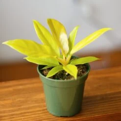 Philodendron 'Golden Crocodile' 14 Philodendron 'Golden Crocodile' -Eds Plant Shop philodendron golden crocodile golden crocodile philodendron various sizes 449836