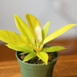 Philodendron 'Golden Crocodile' 15 Philodendron 'Golden Crocodile' -Eds Plant Shop philodendron golden crocodile golden crocodile philodendron various sizes 457554