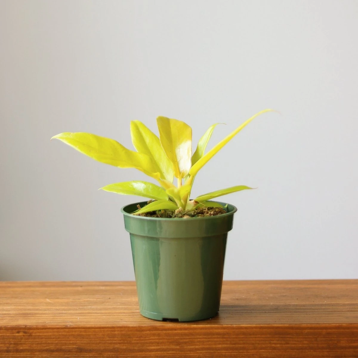 Philodendron 'Golden Crocodile' 9 Philodendron 'Golden Crocodile' - Image 7