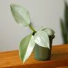 Philodendron Hastatum ‘Silver Sword’ – Frosty Aroid With Lance-Shaped Leaves -Eds Plant Shop philodendron hastatum silver sword various sizes 811283