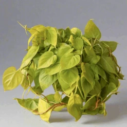Philodendron Heartleaf 'Lemon Lime' -Eds Plant Shop philodendron heartleaf lemon lime 888424