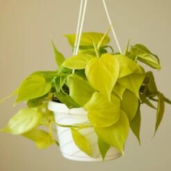 Philodendron Hederaceum 'Lemon Lime' Hanging Basket -Eds Plant Shop philodendron hederaceum heart leaf lemon lime 45 inch hanging basket 330229