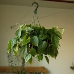 Philodendron Hederaceum 'Heartleafed Philodendron' Hanging Basket -Eds Plant Shop philodendron hederaceum heartleafed philodendron hanging basket 118189