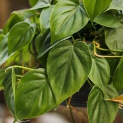 Philodendron Hederaceum 'Heartleafed Philodendron' Hanging Basket -Eds Plant Shop philodendron hederaceum heartleafed philodendron hanging basket 704928