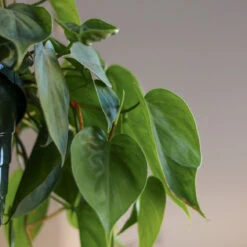 Philodendron Hederaceum -'Heartleafed Philodendron' -Eds Plant Shop philodendron hederaceum heartleafed philodendron various sizes 794449