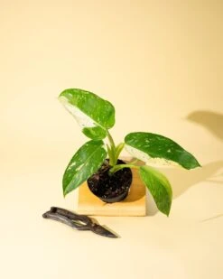 Philodendron ‘José Buono Fiesta’ — Bold Variegated Collector Aroid -Eds Plant Shop philodendron jose buono fiesta bold variegated collector aroid 6217027